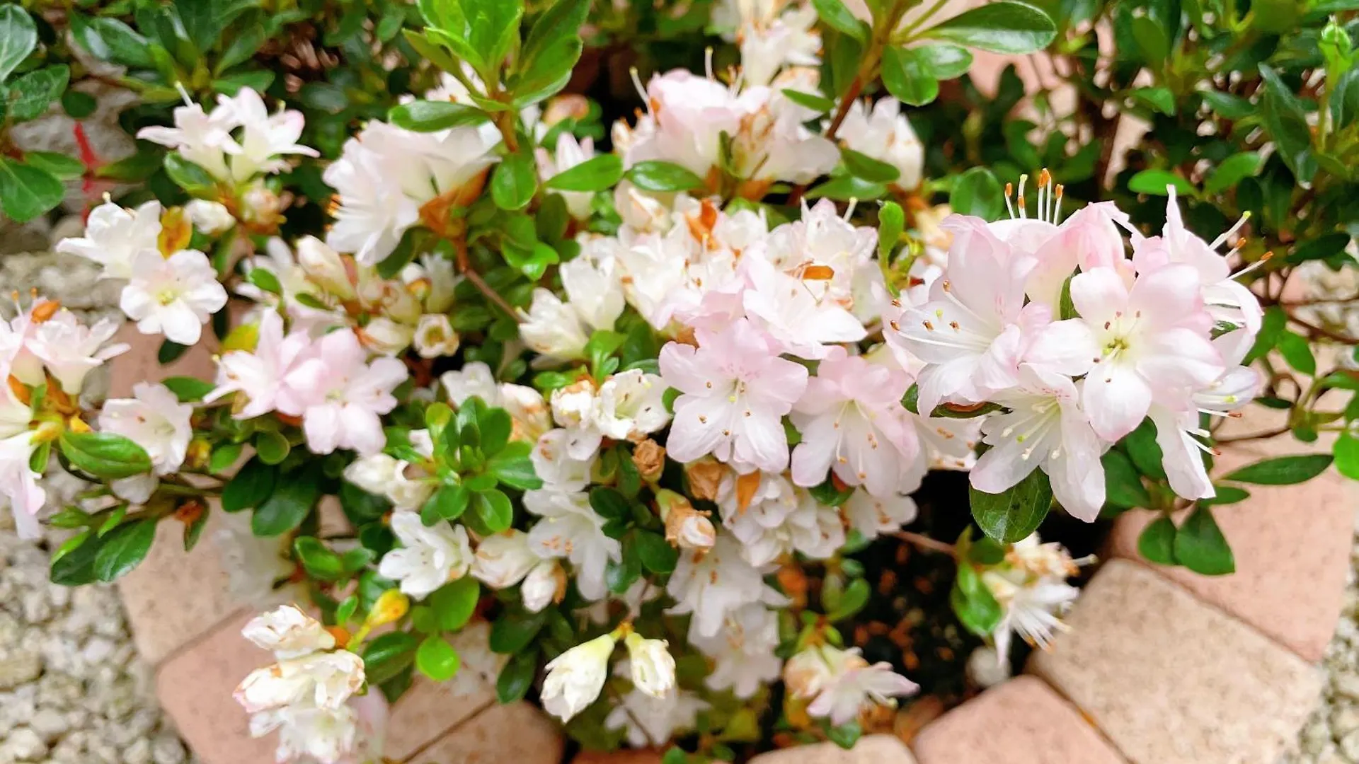 Suikakan Heianjingumae 酔花間 Kyoto Guest house