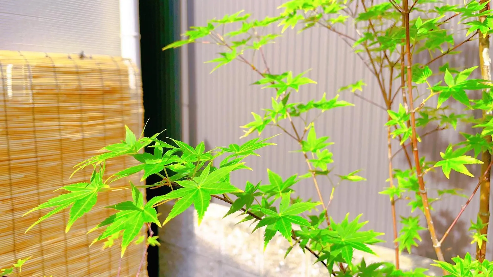 Suikakan Heianjingumae 酔花間 Kyoto 0*,